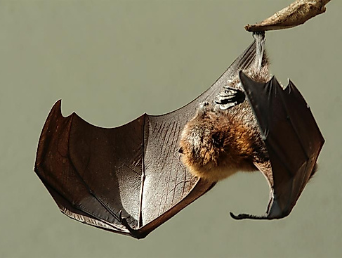 Fledermäuse - Jäger der Nacht