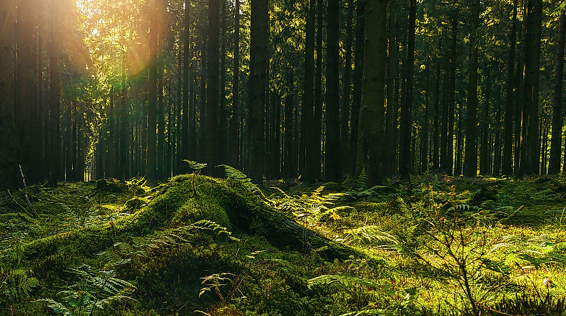 Forest Flow: Yoga und Waldbaden in der Natur mit Waldimpuls-Hamburg