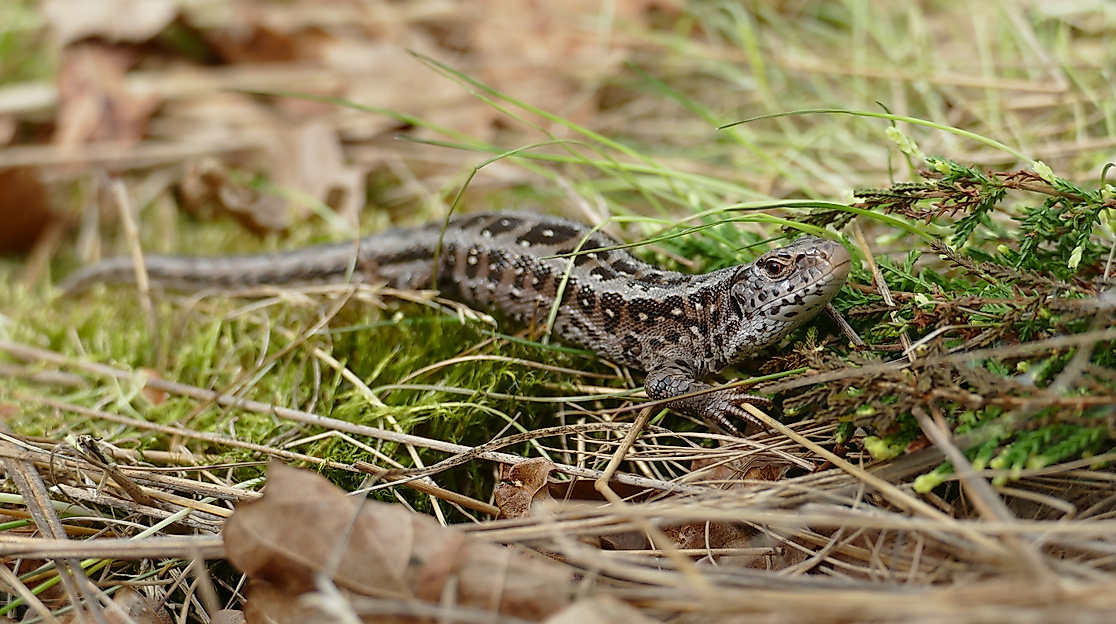 Weibliche Zauneidechse in der Kransburger Heide