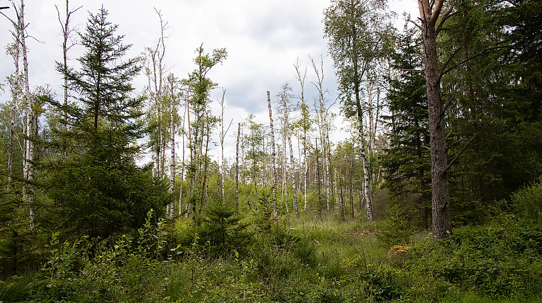 Entdeckertour - Abenteuer Wald