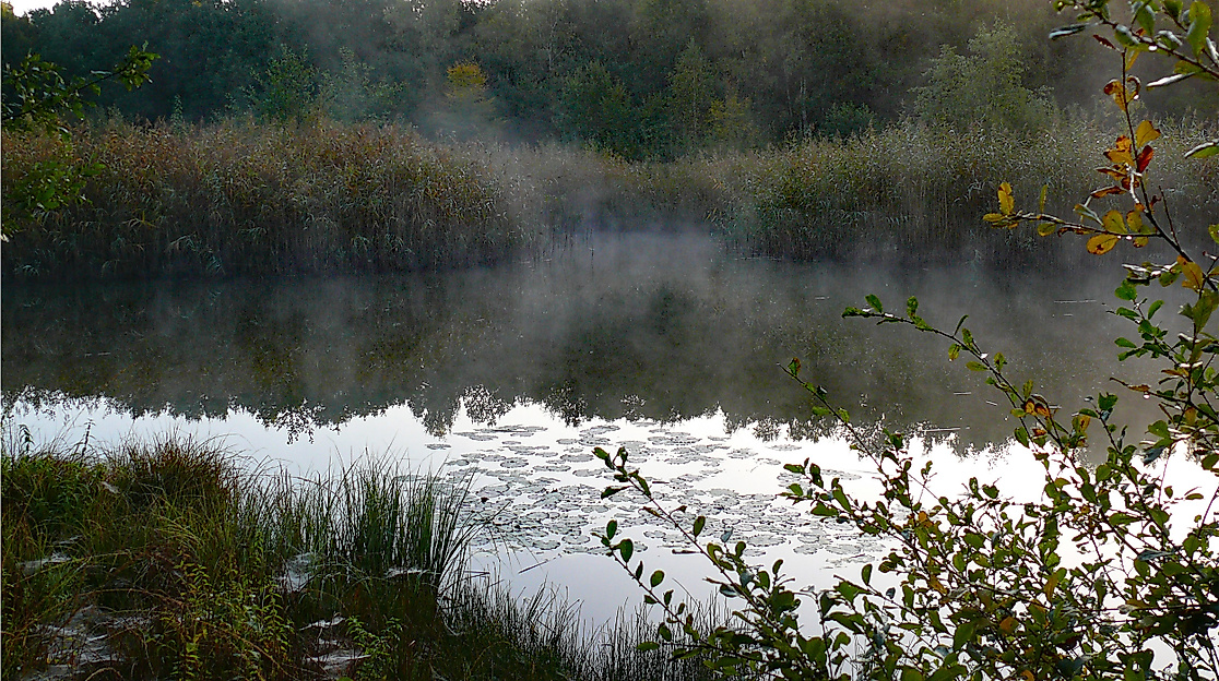 Naturschutzgebiet Rothsteinsmoor Teich