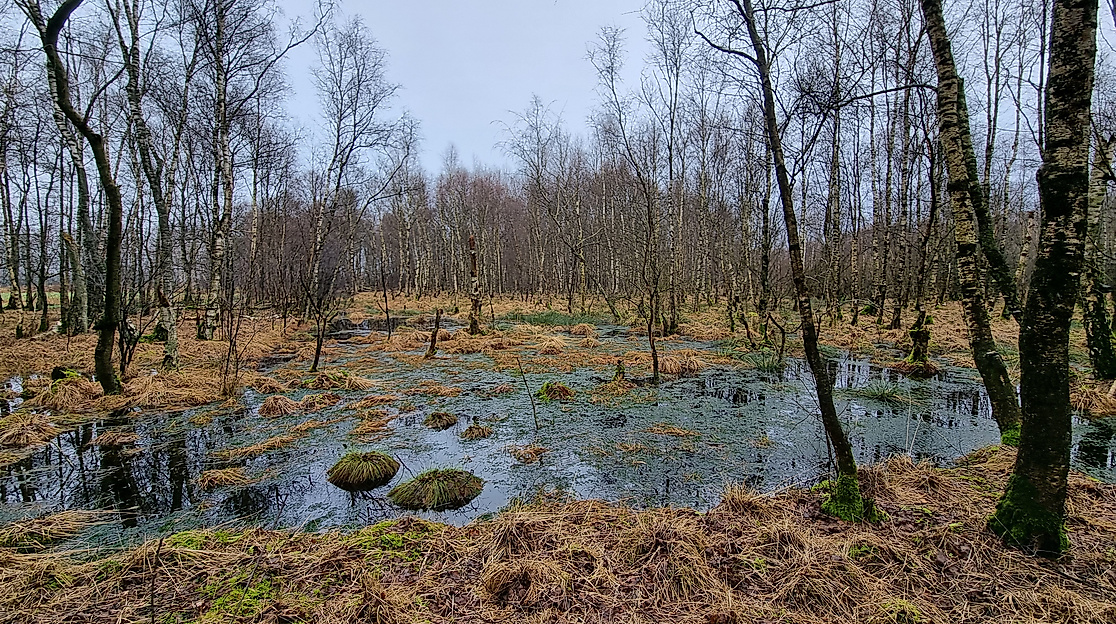 Naturerlebnis Möreler Moor