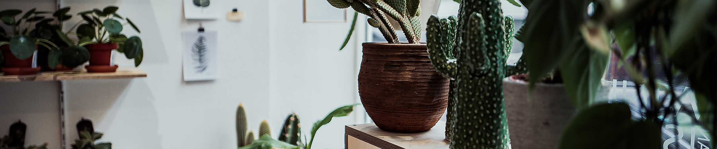Vielfalt an Zimmerpflanzen und Keramik im lichtdurchfluteten Concept Store Winkel van Sinkel in Hamburg