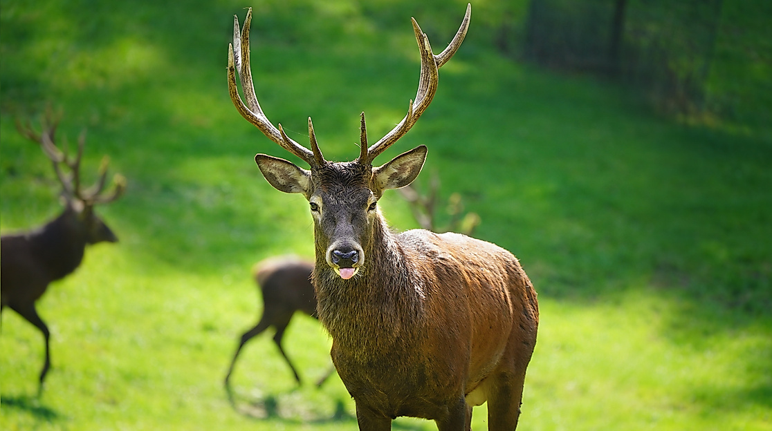 Durchgedreht, Brunftzeit im Wildpark Schwarze Berge