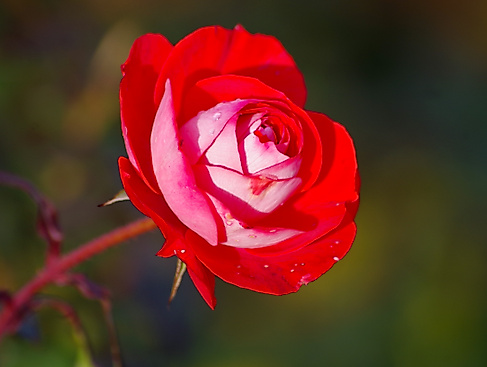 Rosenblüte