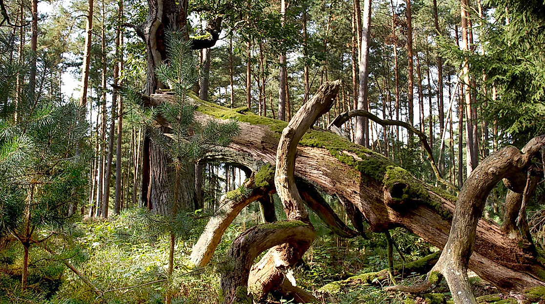 Sonnendurchfluteter Wald mit umgestürztem, bemoostem Baum im Naturschutzgebiet in Hamburg