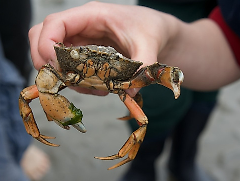 Familienwattwanderung