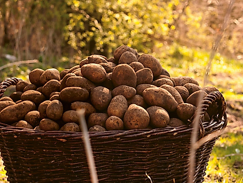 Großer Korb mit Wulksfelder Kartoffeln