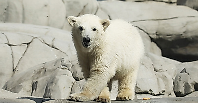 Eisbärenbaby Hagenbecks Tierpark