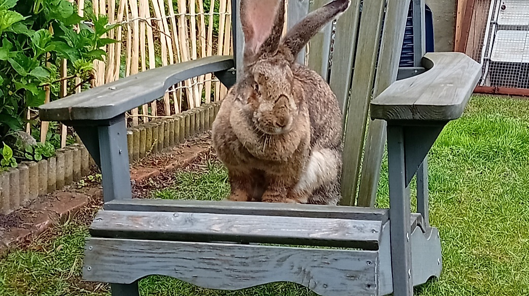 Gartenöffnung Lady Buttercups World