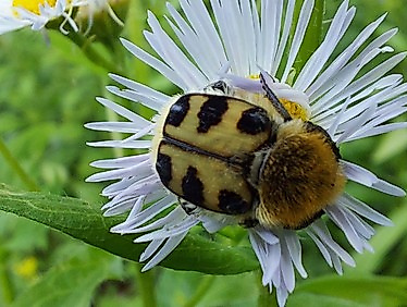 Gartenkinder