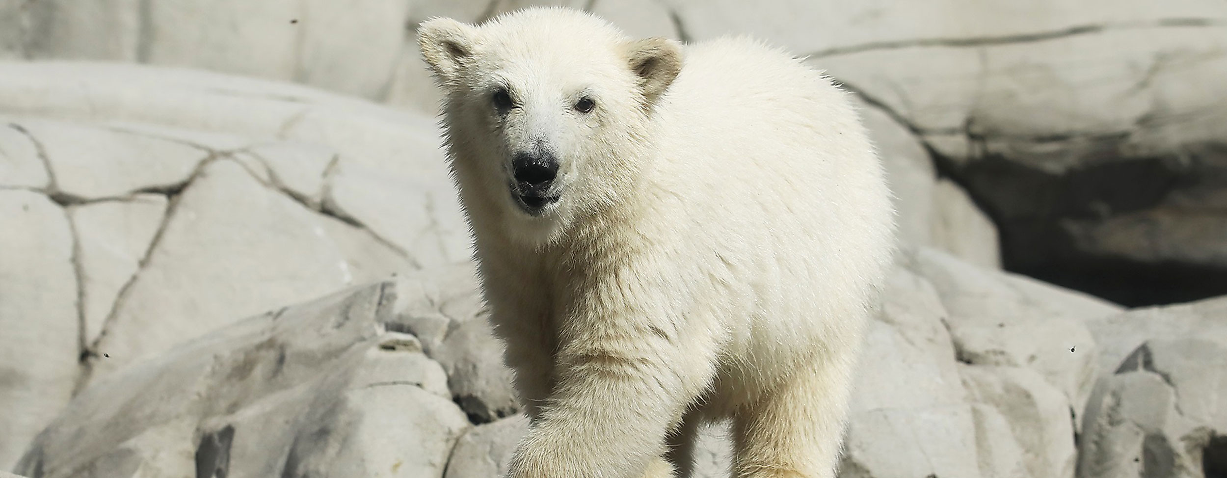 Eisbärenbaby Hagenbecks Tierpark