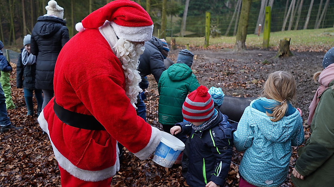 Der Weihnachtsmann und seine Helfer beim Füttern der Tiere im Wildpark Schwarze Berge