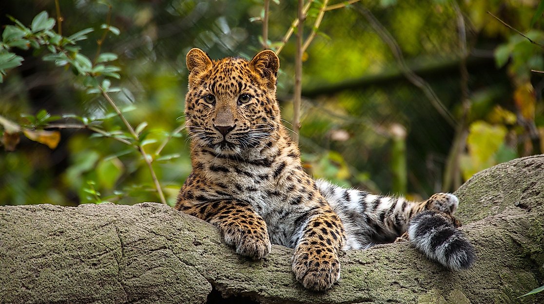 Tierpark Hagenbeck