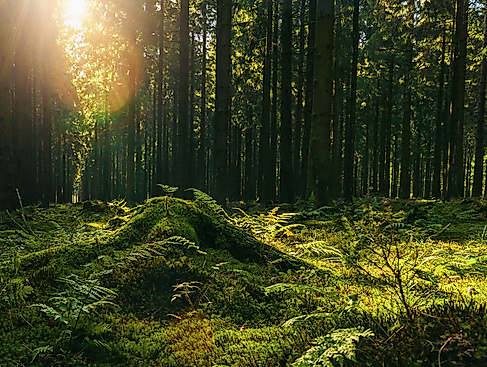Forest Flow: Yoga und Waldbaden in der Natur mit Waldimpuls-Hamburg