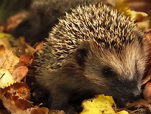 csm_garten_laub_herbst_igel_9ffb6ba736