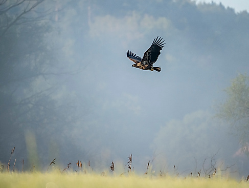 "Vogelbeobachtung für Neulinge und Neugierige"