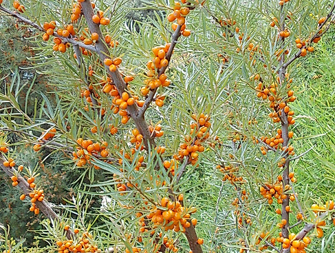Botanischer Strandspaziergang "Sanddorn, Strandhafer und andere Überlebenskünstler"