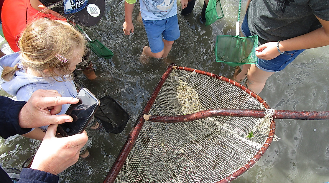 Wattführung mit Krabbenfischen
