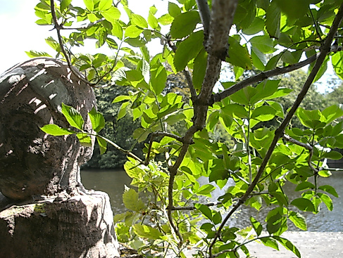 Figur Meenkwiese