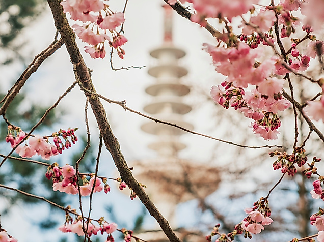 Japanisches Kirschblütenfest