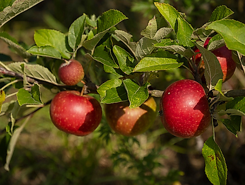 Apfelernte_DSC2542