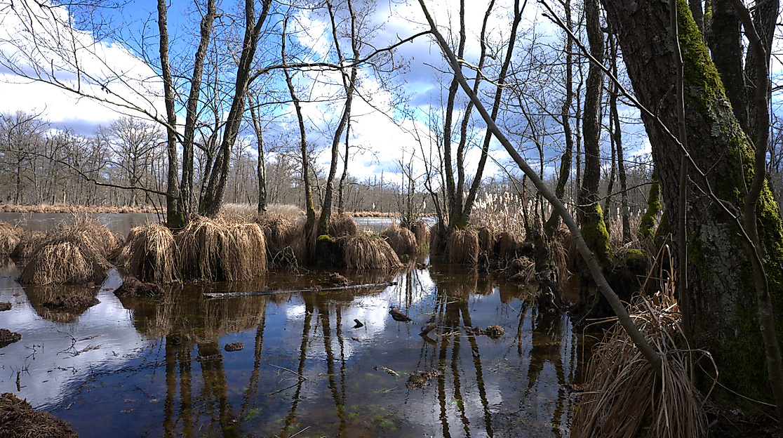 Europas Amazonien - Das Auenland