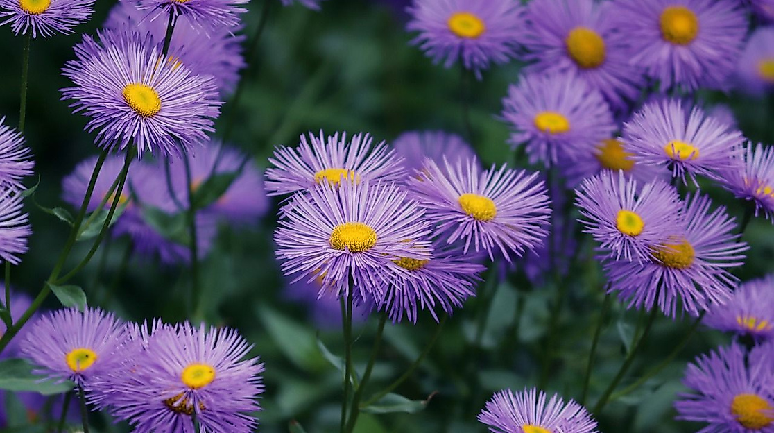 Wingster Staudentage