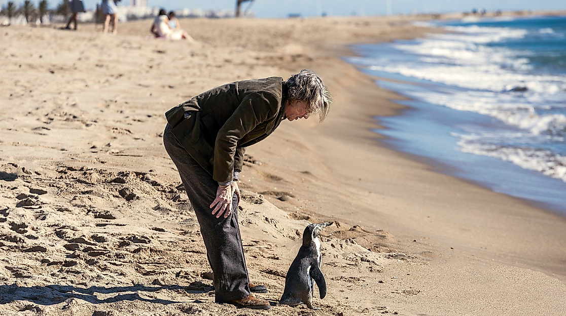 Der Pinguin meines Lebens Foto3