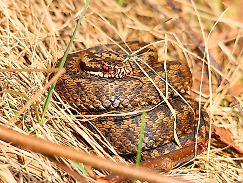 Kreuzotter in der Frühlingssonne