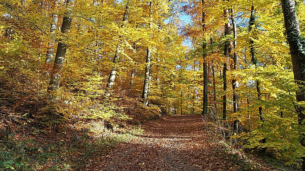 VDN FotoportalThalhäuser