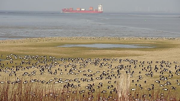 Vogelwanderung zum Naljer Siel
