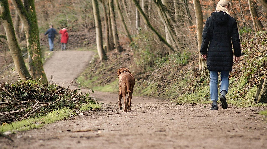 Bild von Sina W. auf Pixabay