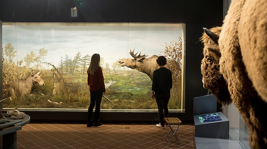 Naturabteilung in der Dauerausstellung des Ostpreußischen Landesmuseums