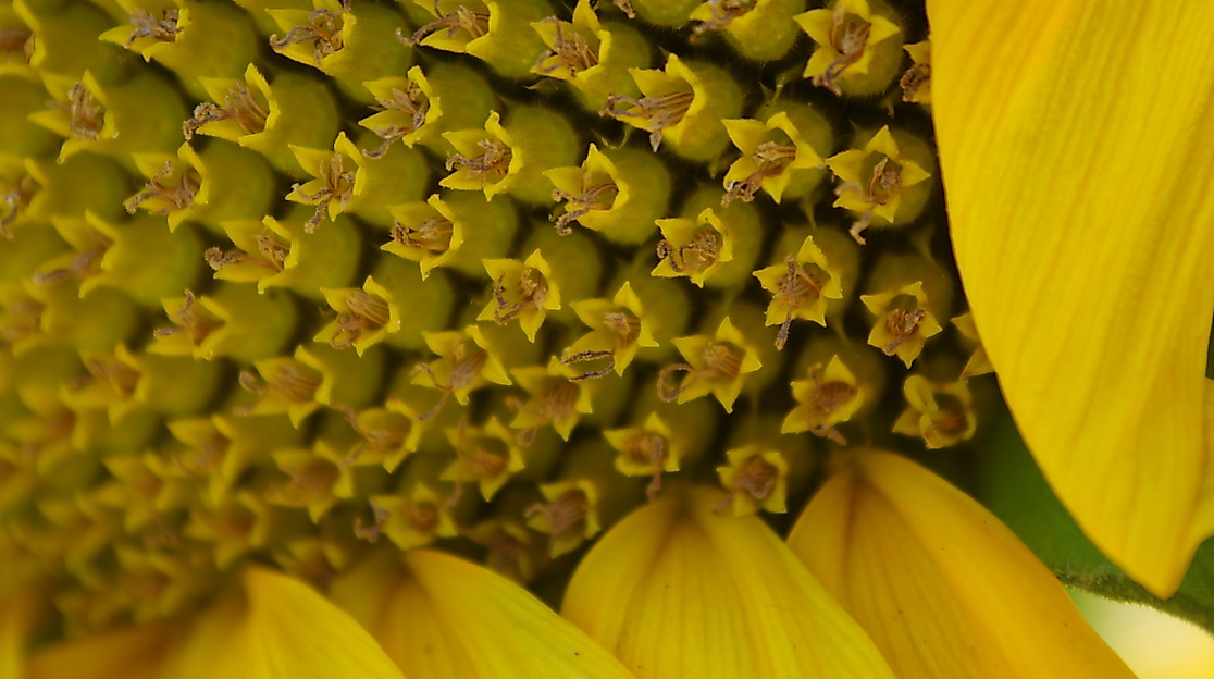 Sonnenblume
