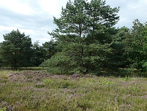 Holßel Heide