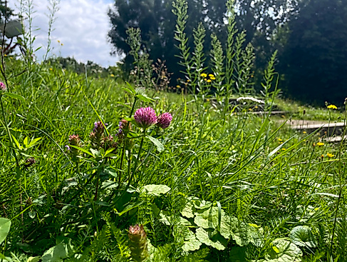 Wildkräuter Rotklee
