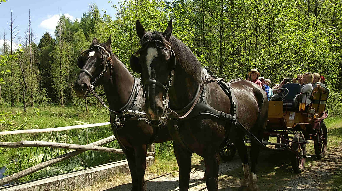 Naturführung mit der Wagonette