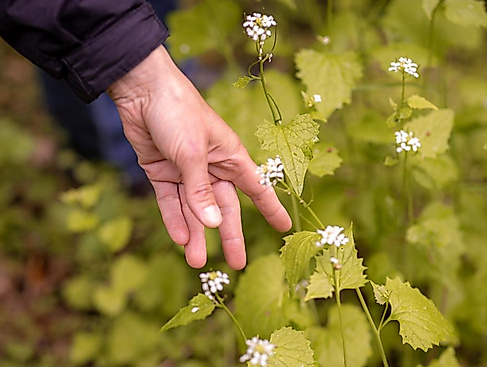 Kräuterwanderung Klingberb