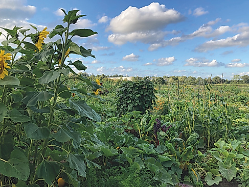 Säen, Pflanzen, Ernten, Begegnung