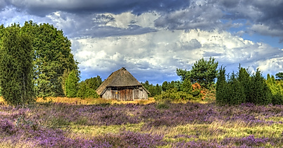 Lueneburger Heide