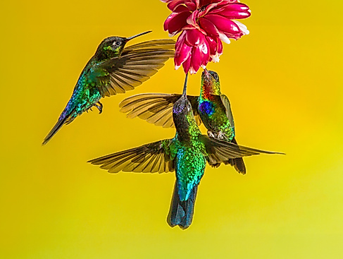 Es ist nicht leicht inoperabilities