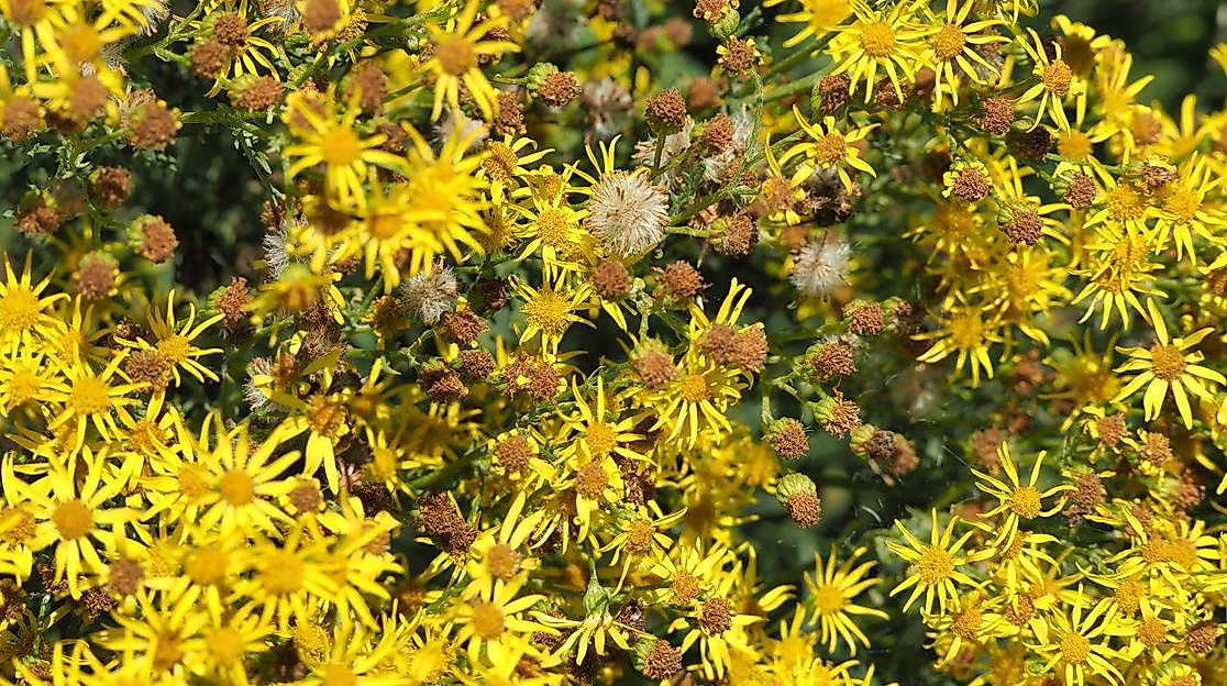 Jakobsgreiskraut, Blütenstand