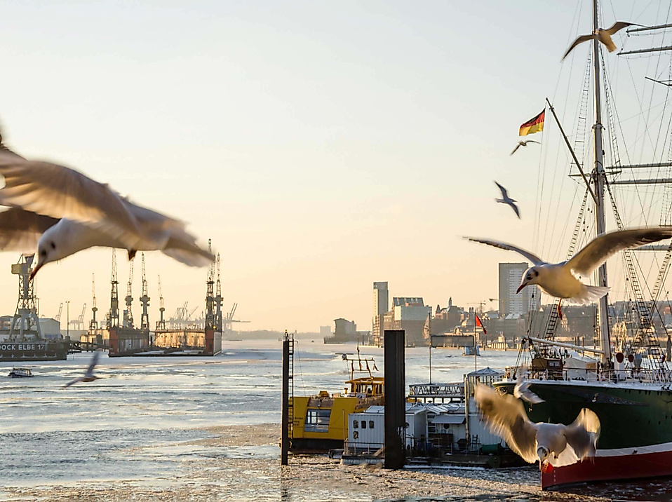 Möwen am Hamburger Hafen