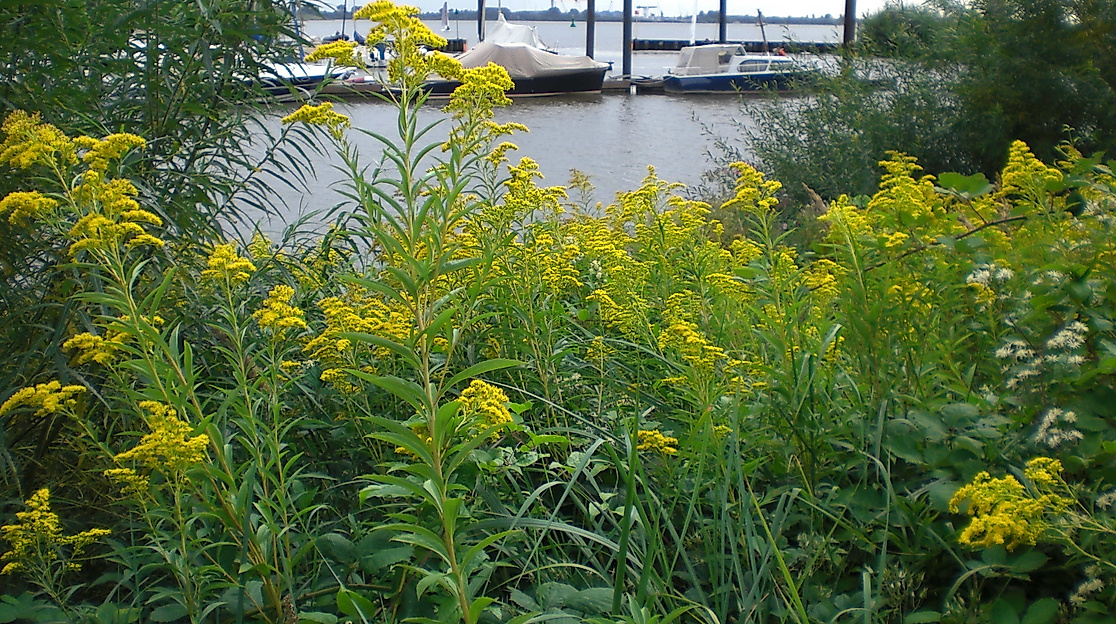 Goldrute Elbe