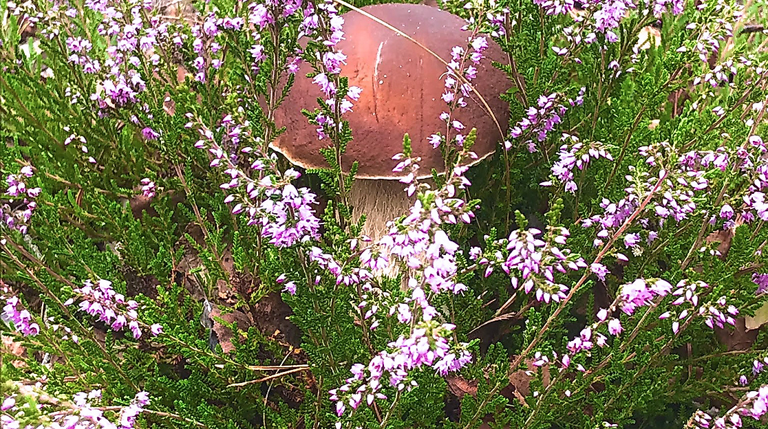 Pilz Heide