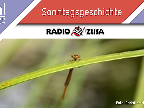 Unterhaltsames aus der Insektenwelt aus 20 Jahren Radio ZuSa Biotop