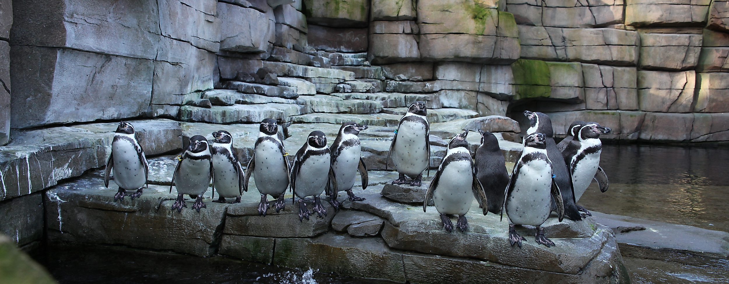 Eismeer im Tierpark Hagenbeck