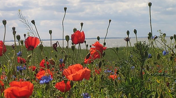 Meer mit Blumen