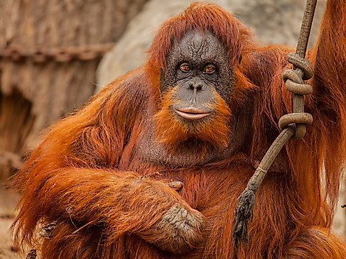 Tierpark Hagenbeck
